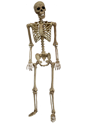 Full Body Skeleton Props, Prop Hire