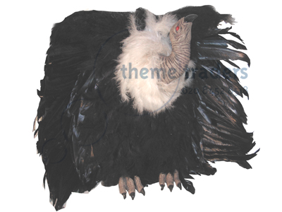 Vulture Feathered Props, Prop Hire