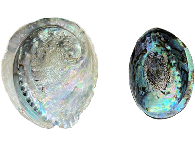 Abalone Shell Smudging Ashtrays Props, Prop Hire