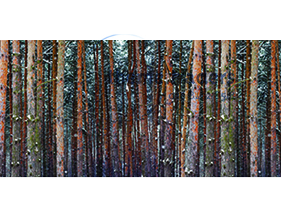 Woodland trees backdrop Props, Prop Hire