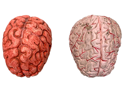 Brain Model Props, Prop Hire