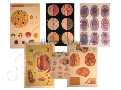 Medical Charts(priced per item) Props, Prop Hire