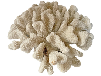 Coral Clusters Props, Prop Hire