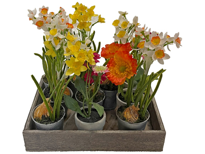 Spring Bulb Flower Pot Trays Props, Prop Hire