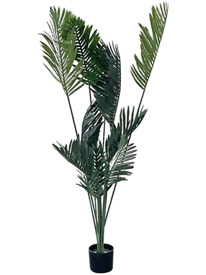 Paradise Palm Plants Props, Prop Hire