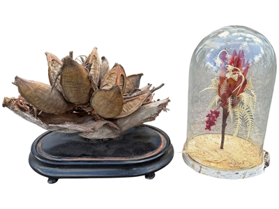 Victorian Gothic Dried Flower and Seed Displays Props, Prop Hire
