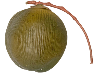 Young Green Water Cocunuts Replica Props, Prop Hire