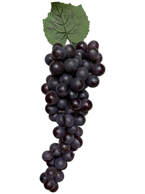 Thick Bunches of Black Grapes Props, Prop Hire