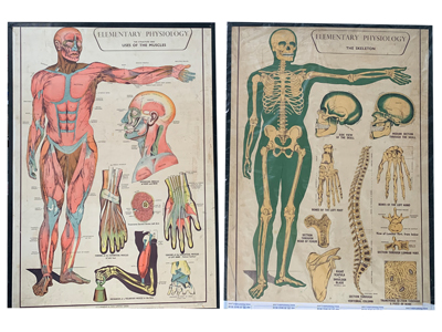 Vintage Physiology Charts Props, Prop Hire