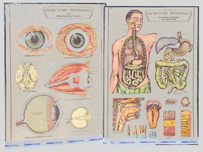 Physiology Anatomical Opthalmic Charts Props, Prop Hire