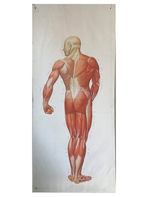 Anatomical 6 Foot Chart Props, Prop Hire