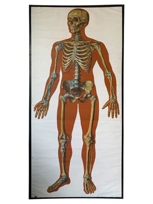 Anatomical 6 Foot Chart Props, Prop Hire