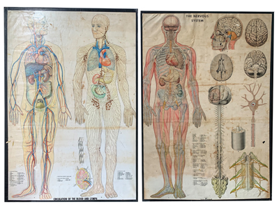 Anatomical Hospital Chart Props, Prop Hire