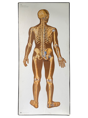 Anatomy Skeleton Chart Props, Prop Hire