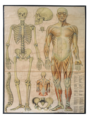 Anatomy Chart Props, Prop Hire