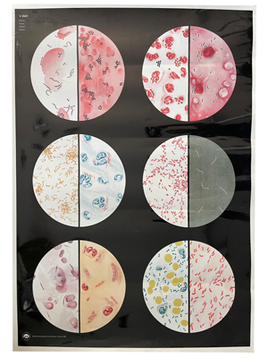 Bacteria Laminated Chart Props, Prop Hire