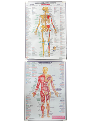 Muscle Charts Props, Prop Hire