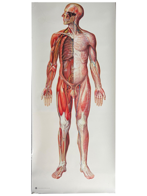 Nervous System Anatomical Charts Props, Prop Hire