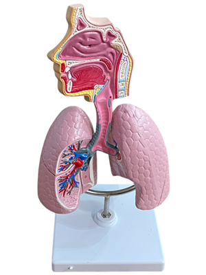 Lungs Anatomical Model Medical Props, Prop Hire