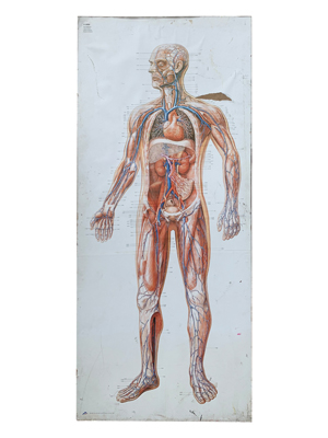 Full Size Anatomical Chart Props, Prop Hire