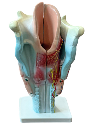 Anatomical Model of Larynx Props, Prop Hire
