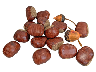 Horse Chestnut/Acorns Props, Prop Hire