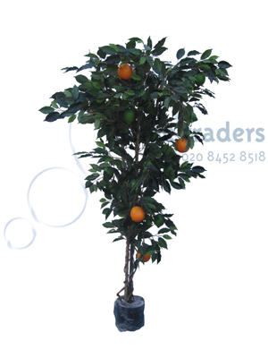 long Orange trees Props, Prop Hire