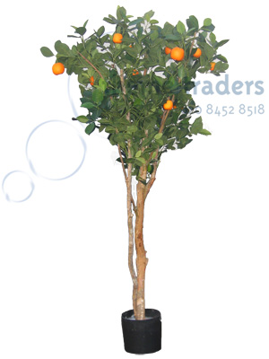 Orange Trees Props, Prop Hire