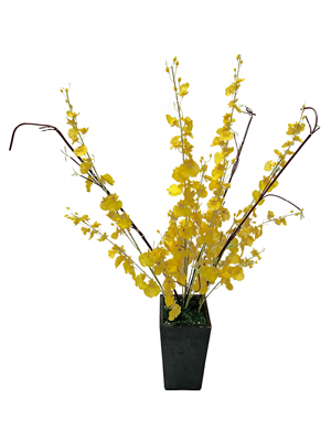 Yellow Hibiscus Plants Props, Prop Hire