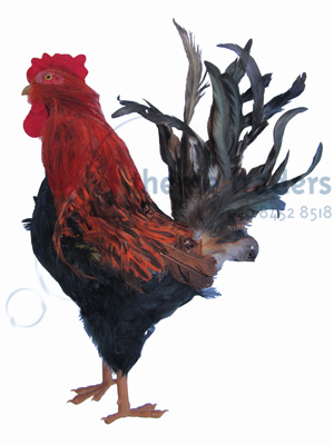 Rooster Props, Prop Hire