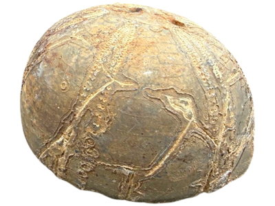 Fossilised Sea Urchin Props, Prop Hire