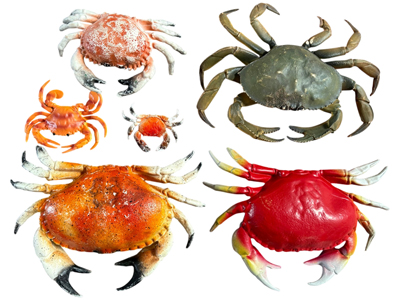 Replica Realistic Crabs Props, Prop Hire