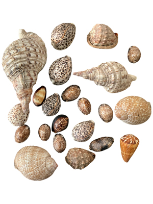 High Quality Shell Collection All Sizes Props, Prop Hire