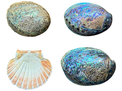Large Polished and Abalone Clam Shells Props, Prop Hire
