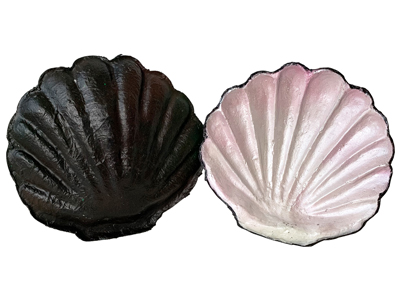 Scallop Shells Props, Prop Hire