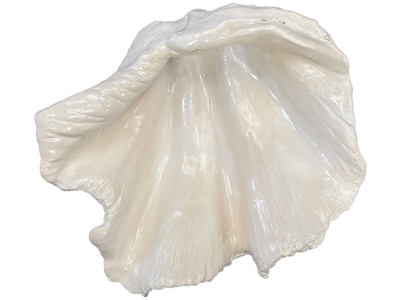 32Cms Clam Shell Props, Prop Hire