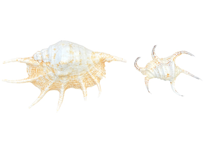 Large Spider Conch Shells Props, Prop Hire