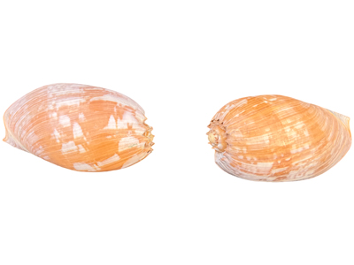 Large Bailer Shells Props, Prop Hire