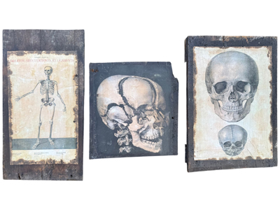 Medieval Anatomical Skeleton Drawings on Rough Woodworm Board Props, Prop Hire