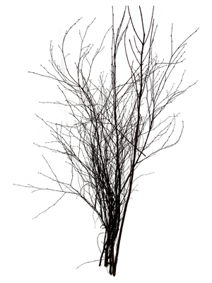 Brown Glitter Twigs Props, Prop Hire