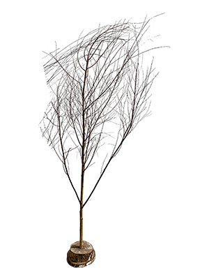 Birch Like Trees Props, Prop Hire