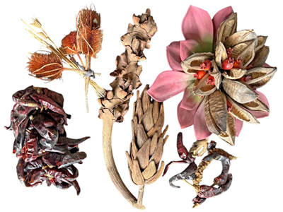 Dried Seed Pods Props, Prop Hire