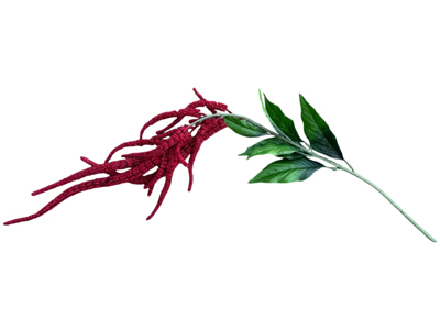 Amaranthus Stems Branches Props, Prop Hire