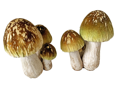 Mushrooms Funghi Props, Prop Hire