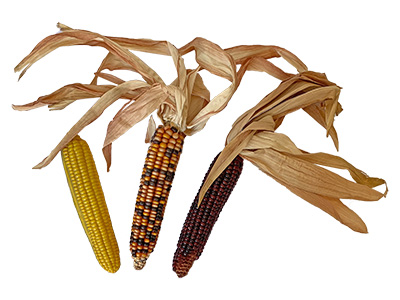 Corn Cobs Props, Prop Hire