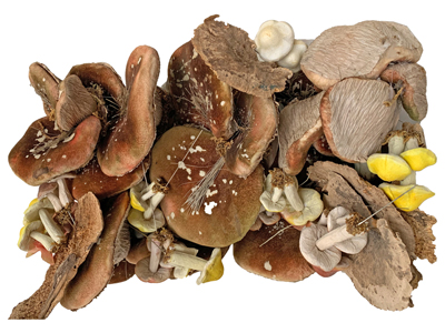 Mushrooms and Fungi Props, Prop Hire