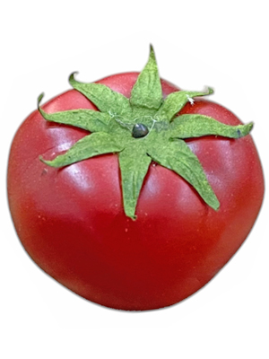 Replica Tomatoes Props, Prop Hire